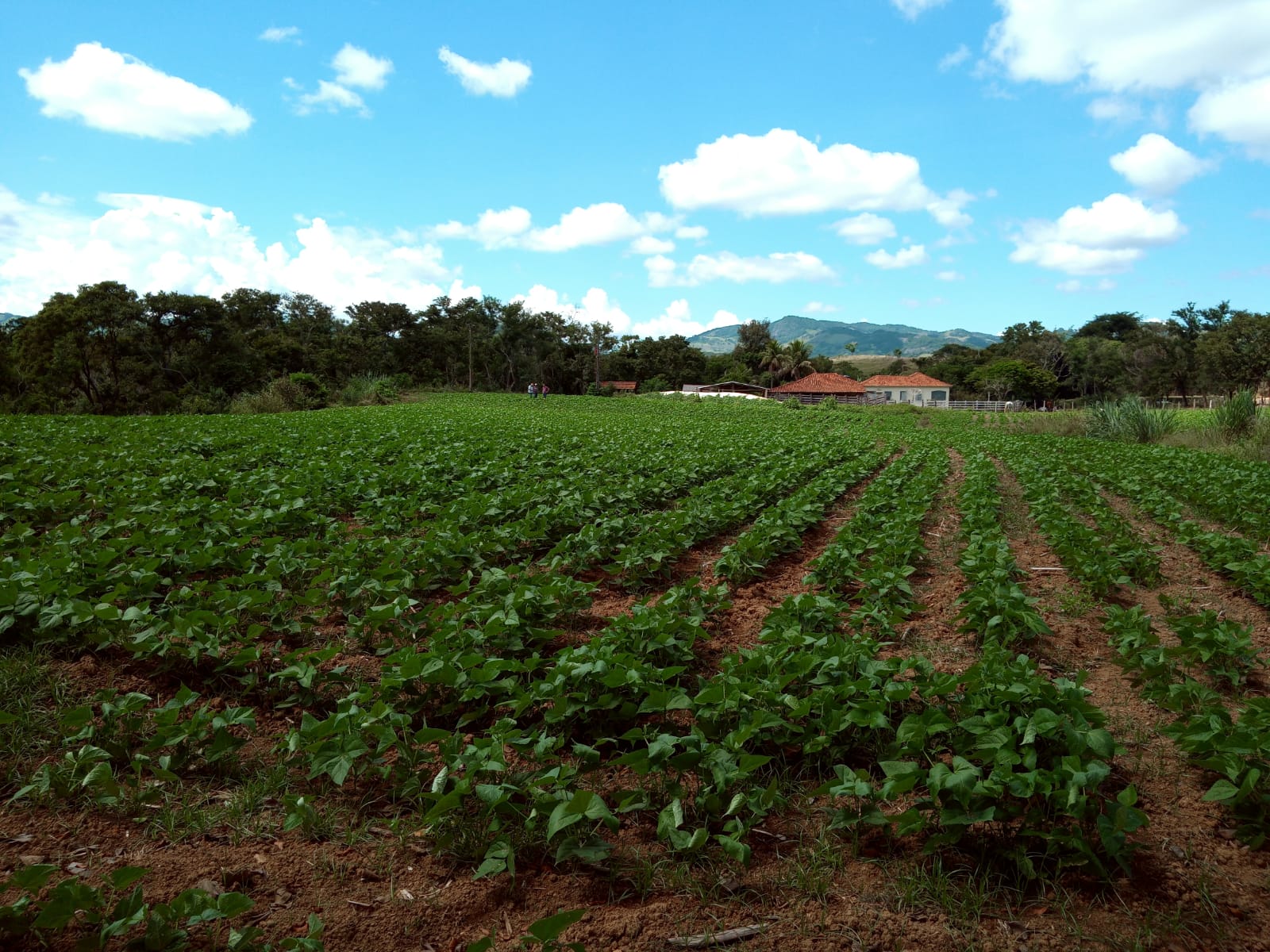 Emater-MG promove Dia de Campo sobre cultivo de feijão em Guiricema