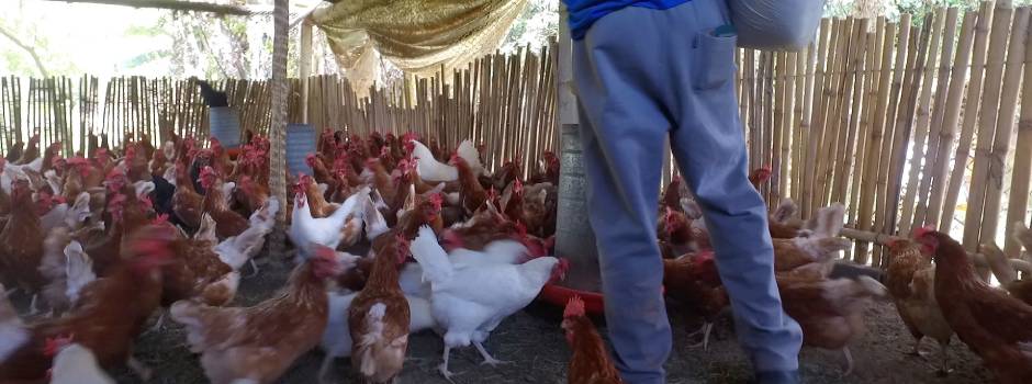Avicultura da agricultura familiar abastece merenda escolar em Paula Cândido